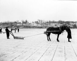 Ice Harvesting Cutting Ice with Horses